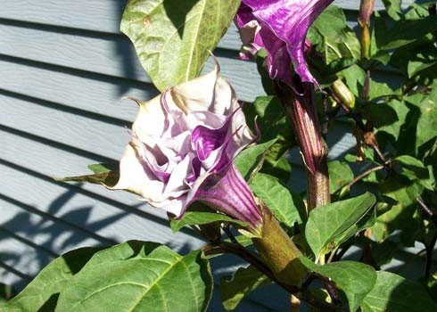 Cà độc dược có tên khoa học là Datura metel, thuộc họ cà Solanaceae. Tiếp xúc qua da với bất kì vị trí nào trên cây đều có thể gây nổi mẩn đỏ, ngứa, chóng mặt, nhức đầu, thấy ảo giác, hôn mê và có thể gây mù mắt hoặc tử vong.