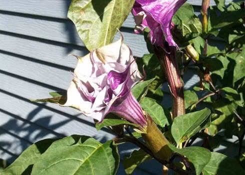Cà độc dược có tên khoa học là Datura metel, thuộc họ cà Solanaceae. Tiếp xúc qua da với bất kì vị trí nào trên cây đều có thể gây nổi mẩn đỏ, ngứa, chóng mặt, nhức đầu, thấy ảo giác, hôn mê và có thể gây mù mắt hoặc tử vong.