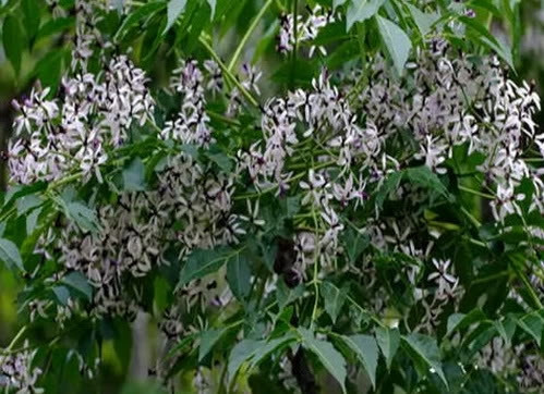 Cây xoan gây tử vong trong vòng 24h sau khi ăn. Ngoài ra lá xoan được sử dụng như là một loại thuốc trừ sâu tự nhiên để bảo quản một số loại lương thực. Vì có độc tính, lá xoan, trái xoan đều không thể ăn được. Những độc tố có trong cây xoan gây ngộ độc thần kinh chứa tetranortriterpen và các loại nhựa chưa xác định, hàm lượng cao nhất chứa trong quả.