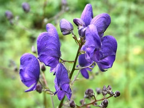 Cây phụ tử còn gọi là cây xuất gia, vì có đầu hoa giống như đầu nhà tu hành. Cây chứa độc tố aconitine gây nguy hiểm cho những ai ăn phải thậm chí là chạm vào nó. Người bị ngộ độc thường có triệu chứng tiết nhiều nước bọt, nôn mửa, tiêu chảy, cảm giác ngứa ran trong da, huyết áp và tim bất thường, hôn mê và đôi khi tử vong.