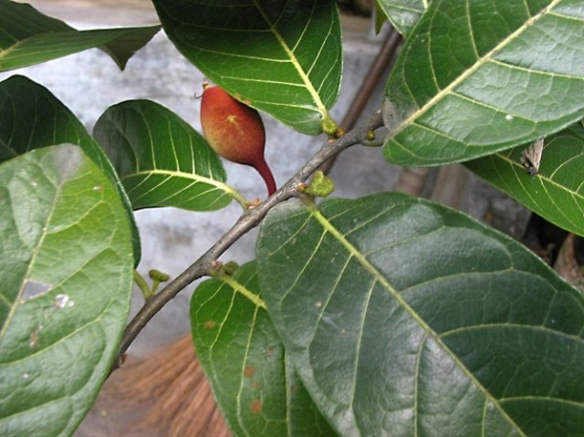 Cây sui từ lâu được mệnh danh là loại cây có độc tố khủng khiếp nhất ở Việt Nam. Cây sui, hay còn gọi là cây thuốc bắn, có tên khoa học là Antiaris toxicaria, là loài cây độc tố khủng khiếp nhất ở Việt Nam. Khi nhựa cây ngấm vào người thì bất kỳ loài động vật nào cũng gặp tử thần nhanh nhất. Nhựa dính vào mắt sẽ gây mù lòa.