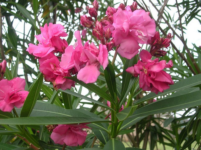  Trúc đào là một loài cây bụi có hoa rất thu hút, hấp dẫn, song đây là một trong những loại cây độc hại nhất trong các loại cây thường được trồng tại các khu vườn. Ăn phải trúc đào có thể buồn nôn và nôn mửa, tiết nhiều nước bọt, các tổn thương vùng bụng, tiêu chảy có thể lẫn hay không lẫn máu.