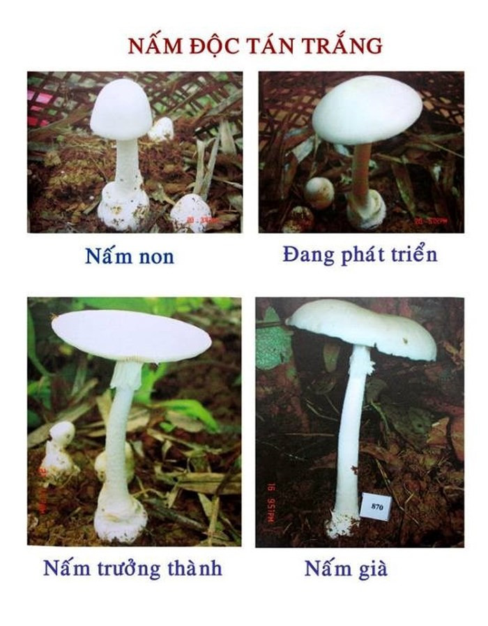 Hình ảnh của loại nấm độc tán trắng.