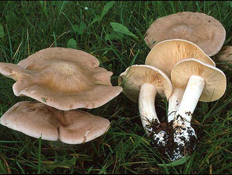  Nấm Entoloma sinuatum: Có mũ nấm hình nón; cuống nấm hình trụ; thịt nấm dày. Đây là loại nấm độc, thường mọc trên đất rừng, ven rừng vào cuối mùa xuân đến đầu mùa thu. Loài nấm này đã gây ra nhiều trường hợp ngộ độc. E. sinuatum gây ra vấn đề chủ yếu là đường tiêu hóa, mặc dù nói chung không đe dọa tính mạng, nhưng chúng gây ra trạng thái rất khó chịu. Mê sảng và trầm cảm là di chứng hiếm.