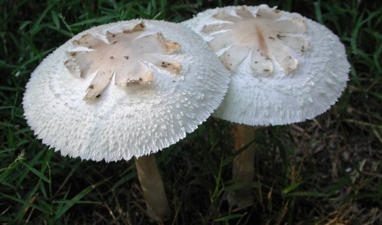  Nấm ô tán trắng phiến xanh là loại nấm có độc tính thấp, chỉ gây rối loạn tiêu hóa. Mũ nấm khi trưởng thành có hình ô hoặc trải phẳng với đường kính từ 5-15cm; thịt nấm có màu trắng; chân cuống không phình dạng củ và không có bao gốc. Loài nấm này thường mọc thành từng cụm hoặc đơn chiếc ở ven chuồng trâu, chuồng bò, trên bãi cỏ,...