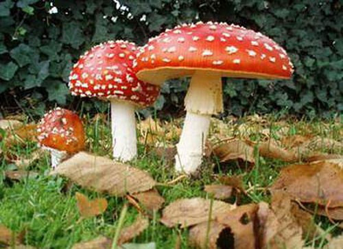  Nấm tán bay (Fly Agaric), tên khoa học Amanita muscaria, có vẻ ngoài giống những cây nấm trong truyện cổ tích, với mũ nấm màu đỏ, đốm trắng. Người và các loài động vật vô tình ăn phải loại nấm này sẽ bị trúng độc và có thể tử vong. Tác nhân gây độc chính trong nấm tán bay là muscimol và axit ibotenic. Những độc tố kể trên tác động lên hệ thần kinh trung ương, gây kích ứng, buồn nôn, buồn ngủ, ảo giác.