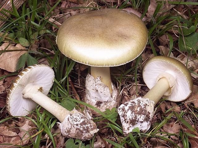 Nấm đen nhạt còn gọi là nấm xanh đen, nấm bìu - tên khoa học là Amanita phaloides thuộc họ nấm tán Amanitaceae. Loại này quả nấm thường có màu xanh ôliu hay xanh đen, lúc đầu mũ có hình bán cầu sau trải phẳng, đường kính khoảng 6-12cm, phiến nấm màu trắng, cuống và vòng màu trắng, chân cuống nấm phình dạng củ. Đây là loại nấm cực độc, chỉ khoảng 30g nấm (một miếng nhỏ bằng ngón tay út) cũng đủ giết chết một người trưởng thành.