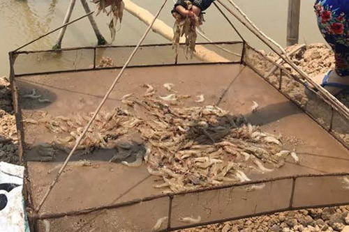 Hàng triệu con tôm thẻ của vợ chồng phó trưởng Ban tuyên giáo huyện Trần Đề bị đầu độc trước ngày thu hoạch.
