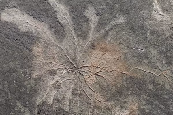 Phat hien khu rung lau doi nhat, co nien dai 386 trieu nam