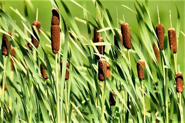 Cay moc hoang o ao ho thanh dac san, gia cao van nhieu nguoi san