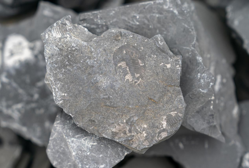 Họ đã thành lập đội ngũ chuyên gia để tiến hành nghiên cứu và bảo tồn hóa thạch sinh vật cổ, sử dụng công nghệ hiện đại như thuật toán và công nghệ cao để xây dựng bản đồ địa chất và bảo tồn hóa thạch.