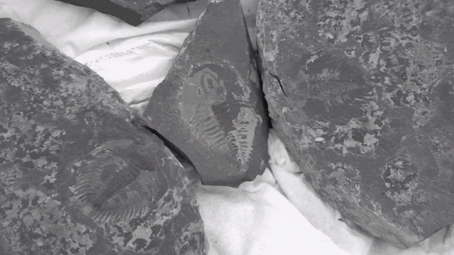 Tuy nhiên, sự xói mòn địa chất đã làm mất đi phần lớn cấu trúc bên trong của hóa thạch, giảm đi giá trị của chúng.