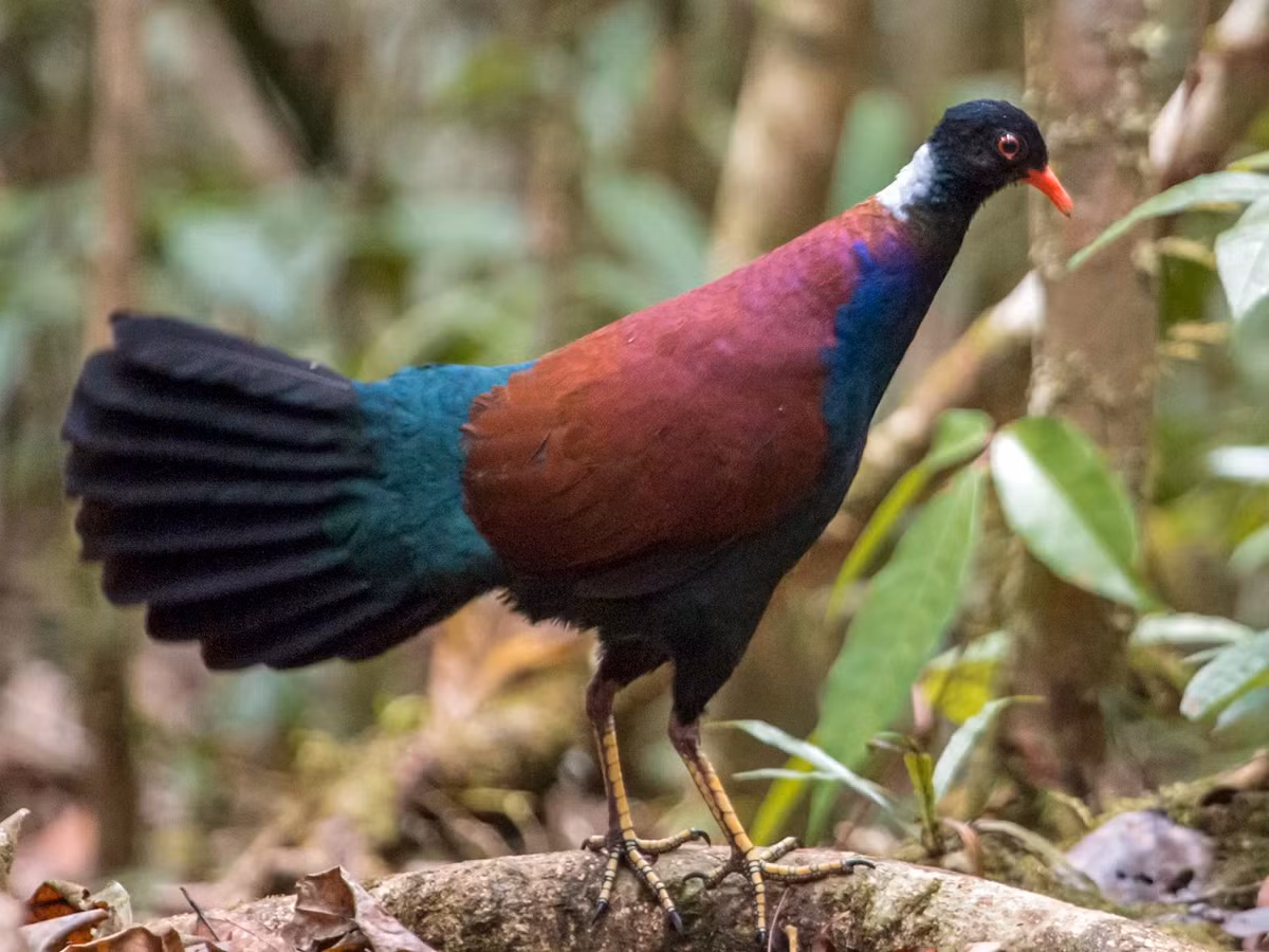 Do đó, cần tiếp tục tăng cường các biện pháp bảo vệ và hợp tác quốc tế để bảo tồn loài động vật quý hiếm này và môi trường sống của chúng.