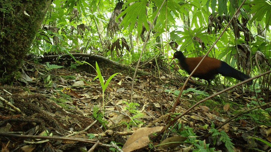 Để bảo vệ loài bồ câu đầu đen, các biện pháp bảo tồn đã được thực hiện, bao gồm bảo vệ môi trường sống của chúng, thiết lập các khu bảo tồn thiên nhiên và khu bảo tồn động vật hoang dã, cũng như thực hiện các chương trình nhân giống để tăng số lượng chim.