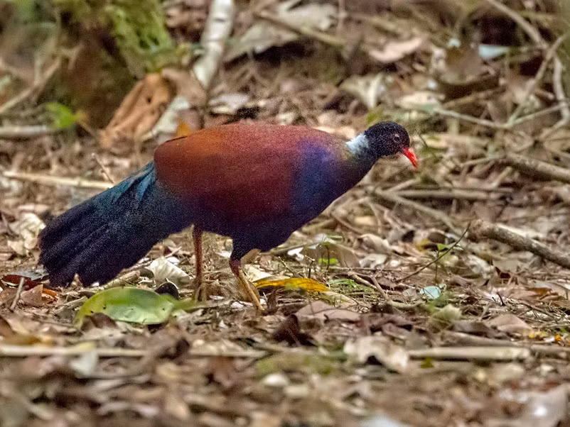 Sự can thiệp của con người cũng gây ra ô nhiễm ánh sáng và tiếng ồn, làm mất môi trường sống tự nhiên của loài bồ câu này.