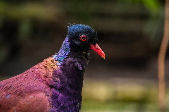 Qua nhiều năm nỗ lực, quần thể bồ câu đầu đen đã bắt đầu hồi phục và xuất hiện ở nhiều khu vực rộng lớn hơn.