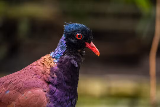 Qua nhiều năm nỗ lực, quần thể bồ câu đầu đen đã bắt đầu hồi phục và xuất hiện ở nhiều khu vực rộng lớn hơn.