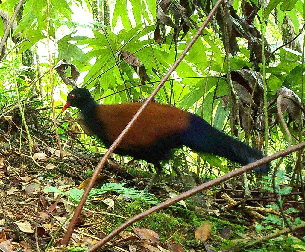 Môi trường sống chính của sinh vật bí ẩn là vùng đất ngập nước, nhưng trong quá trình đô thị hóa, nhiều vùng đất này đã bị san lấp hoặc phát triển thành các công trình xây dựng, làm thu hẹp diện tích sống của loài chim.