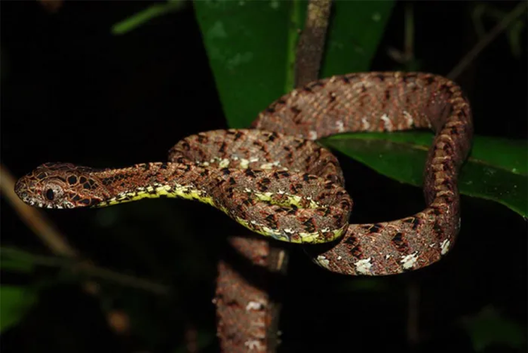 Tên khoa học của loài rắn nổi tiếng này là Boiga Jaspidea, một loài rắn nước nhỏ và thanh mảnh.