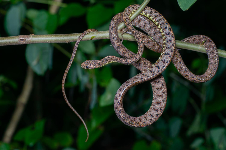 Phần bụng của rắn có màu vàng sáng, tăng thêm sự bí ẩn cho loài này.