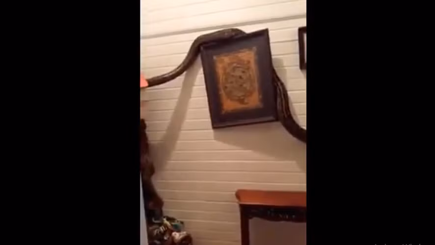 Cách đó không lâu, một phụ nữ ở Queensland, Australia, Trina Hibberd, đã có một trải nghiệm đáng sợ khi phát hiện một con trăn khổng lồ, dài 5 mét và nặng 30kg ngay trong nhà mình.