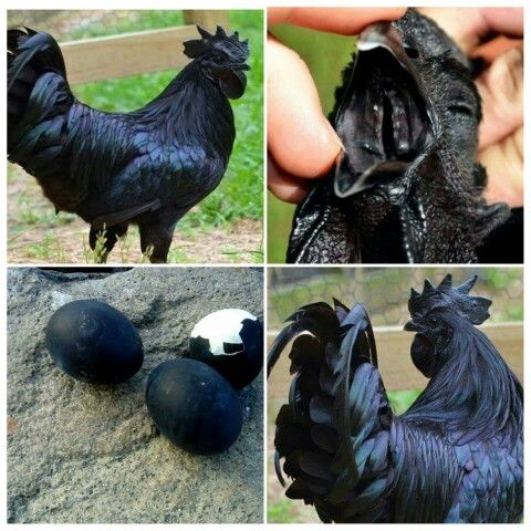 Một con gà mái Ayam Cemani trung bình có thể đẻ từ 60-70 trứng/năm, và trứng của chúng được định giá từ 500.000-1.000.000 đồng/quả.