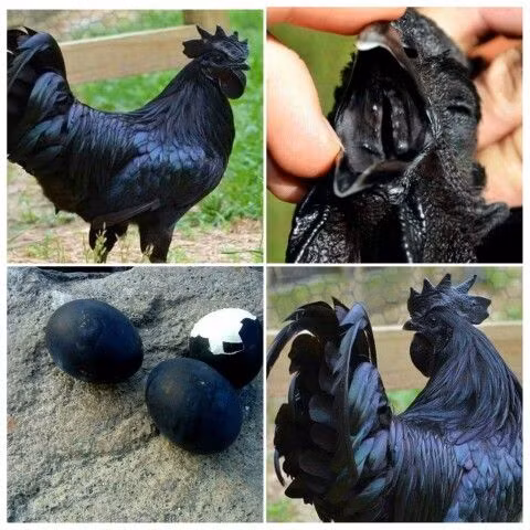 Một con gà mái Ayam Cemani trung bình có thể đẻ từ 60-70 trứng/năm, và trứng của chúng được định giá từ 500.000-1.000.000 đồng/quả.