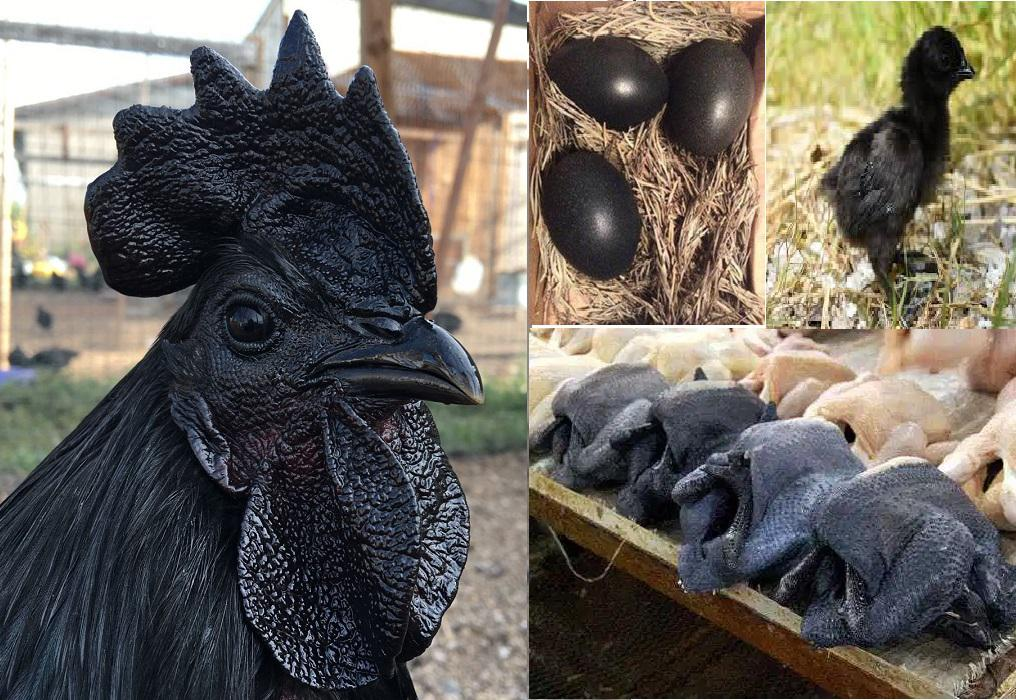 Gà Ayam Cemani còn được coi là giống gà quý hiếm tại Châu Á, với thịt chứa nhiều dưỡng chất có lợi cho sức khỏe phụ nữ trước và sau khi sinh.