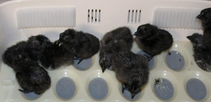 Gà con Ayam Cemani được gọi là "gà mặt quỷ" do chúng có màu lông đen từ khi mới chào đời, không phải màu vàng như gà thông thường.