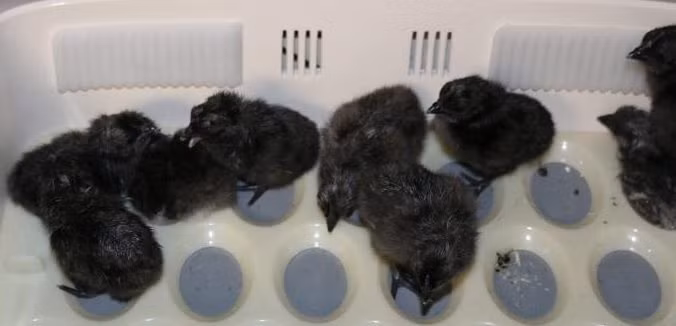 Gà con Ayam Cemani được gọi là "gà mặt quỷ" do chúng có màu lông đen từ khi mới chào đời, không phải màu vàng như gà thông thường.