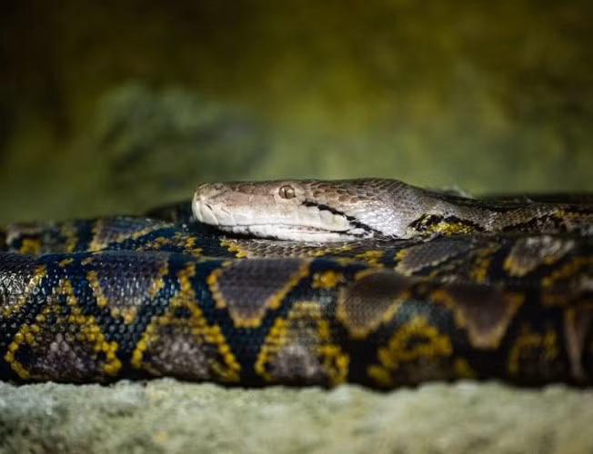 Tại Việt Nam, trăn gấm phân bố ở một số tỉnh thành gồm: Đà Nẵng, Kon Tum, Gia Lai, Đăk Lăk, Bình Định...