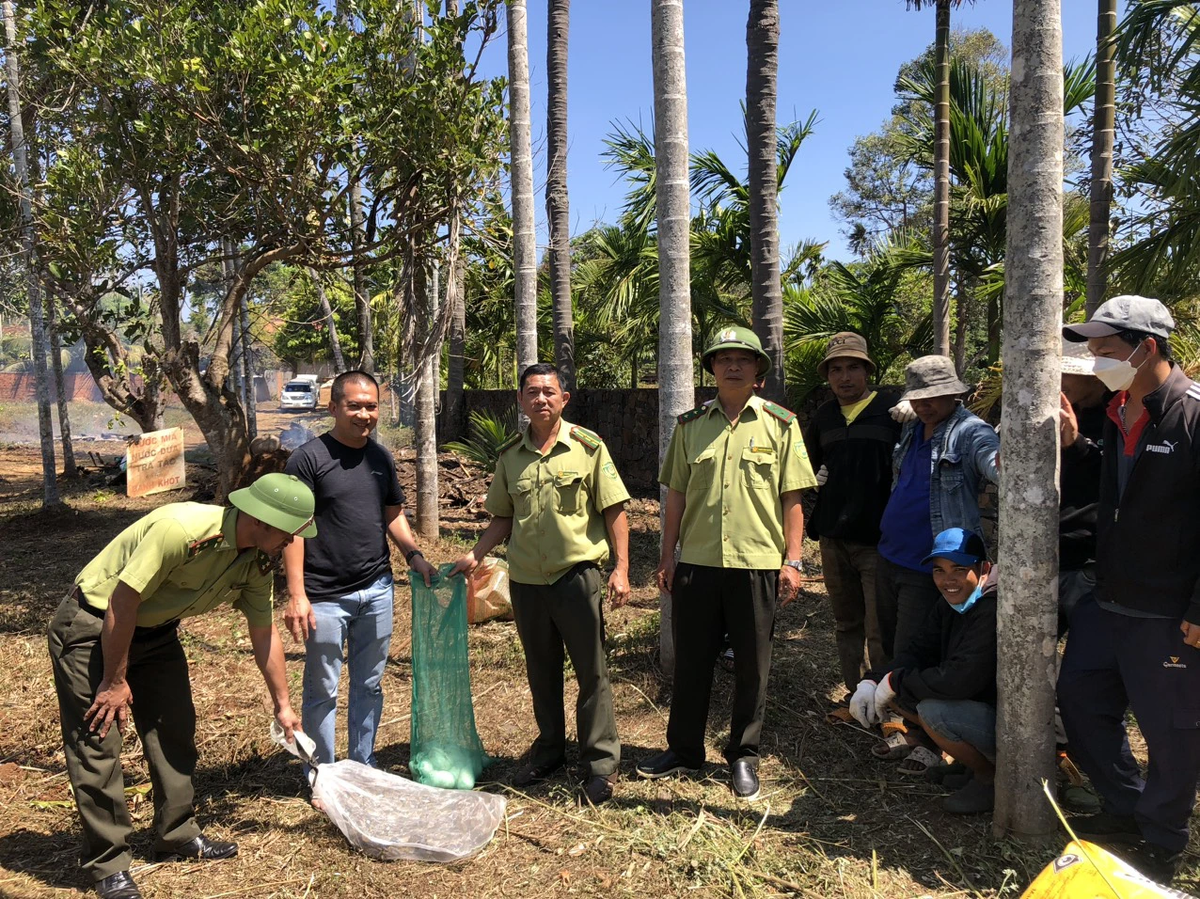 Hành động của anh Nguyễn Chí Cương được đánh giá là đáng biểu dương, góp phần vào việc bảo tồn động vật quý hiếm trong môi trường tự nhiên khi bàn giao con trăn gấm cho Hạt kiểm lâm huyện Cư M'gar.