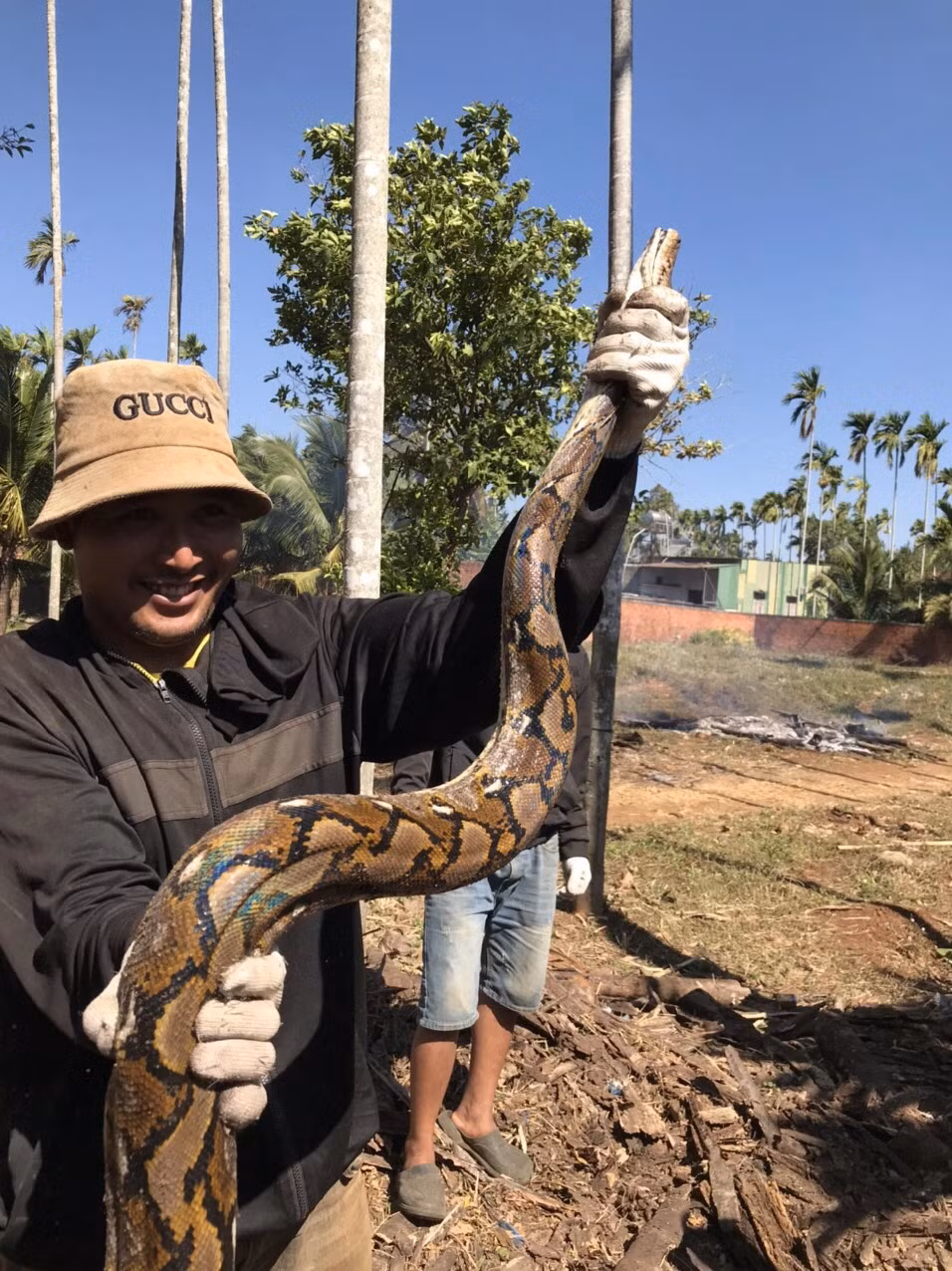 Anh Cương đã báo cáo cho chính quyền địa phương và Hạt kiểm lâm huyện Cư M'gar và sau đó tự nguyện giao nộp con trăn gấm khủng và ổ trứng cho cơ quan chức năng.