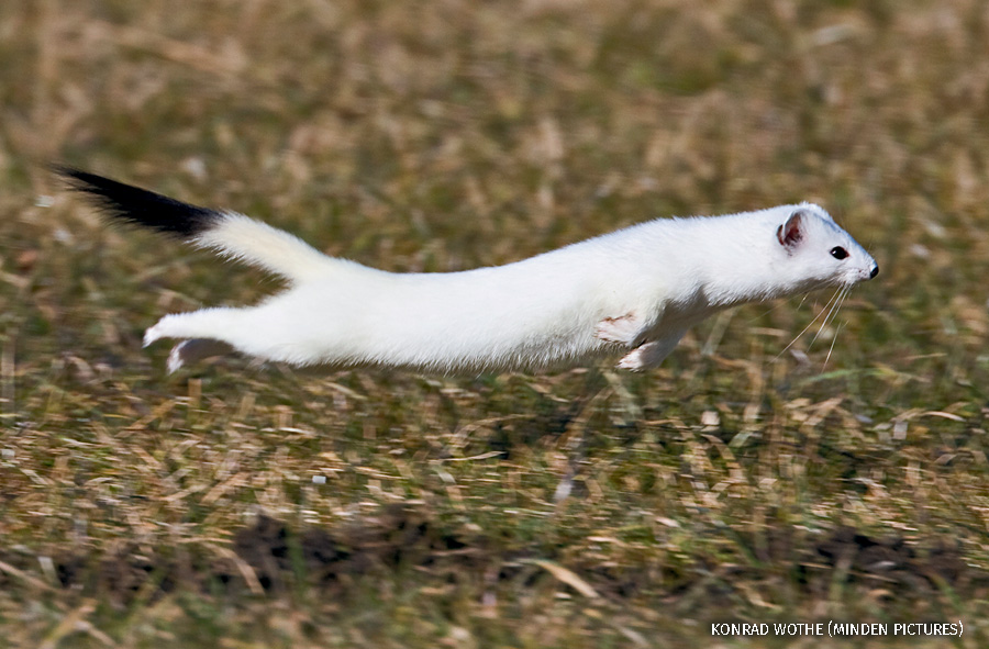 Nghiên cứu cho thấy "kẻ ăn não" có khứu giác nhạy bén và chỉ số IQ cao, giúp chúng phát hiện và săn mồi hiệu quả trong rừng rậm.