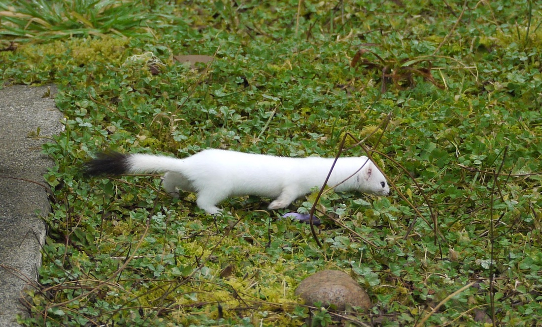 Dù được gọi là "Người bảo vệ rừng" vì vai trò quan trọng trong sinh thái, loài vật này vẫn đang thu hút sự quan tâm đặc biệt của các nhà khoa học.