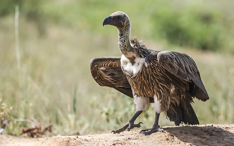 3. Kền kền: Sử dụng khứu giác để phát hiện xác thối từ xa, kền kền cũng được liên kết với cái chết, nhưng ở Ai Cập cổ đại, nó được coi là biểu tượng của sự sạch sẽ và bảo vệ.