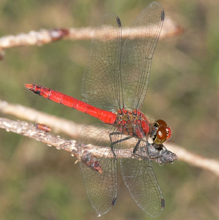 2. Chuồn chuồn đỏ: Tại Nhật Bản, chuồn chuồn đỏ được coi là sứ giả của linh hồn người chết trong lễ hội mùa hè Obon.