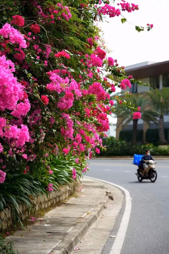 Dep ngan ngo sac hoa giay tren cung duong deo Luong Son Nha Trang-Hinh-3