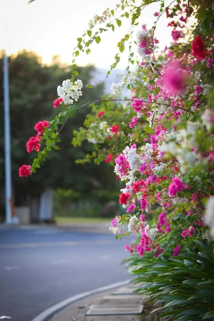 Dep ngan ngo sac hoa giay tren cung duong deo Luong Son Nha Trang-Hinh-5
