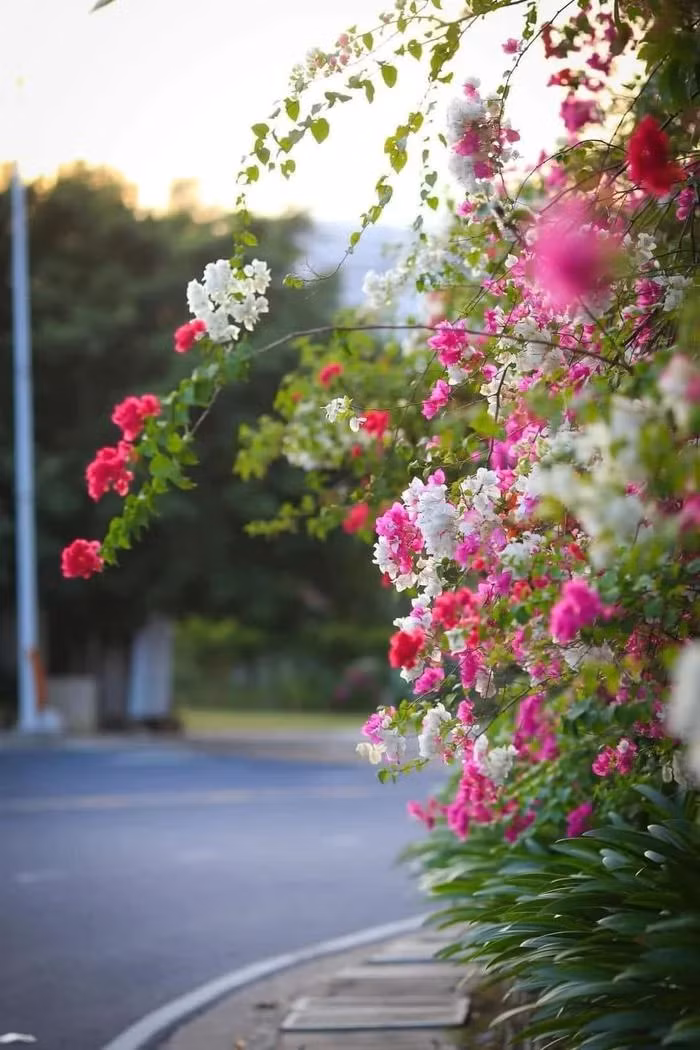 Dep ngan ngo sac hoa giay tren cung duong deo Luong Son Nha Trang-Hinh-5