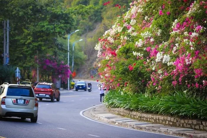 Dep ngan ngo sac hoa giay tren cung duong deo Luong Son Nha Trang-Hinh-2