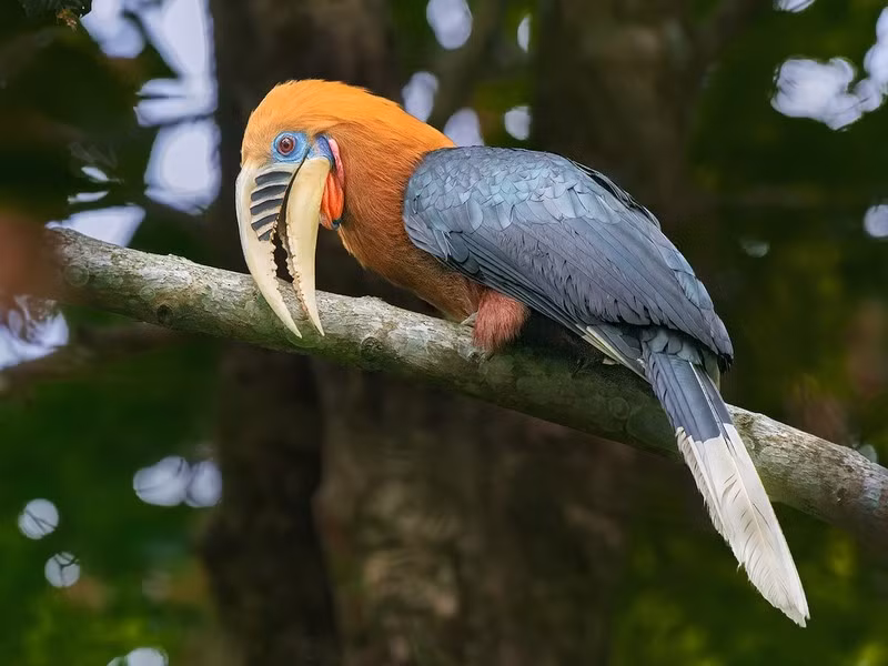 Trong Sách Đỏ Việt Nam, Niệc cổ hung được xếp vào danh mục cực kỳ nguy cấp, chủ yếu do sự săn bắt để lấy thịt của người dân địa phương và mất môi trường sống do tình trạng phá rừng nguyên sinh.