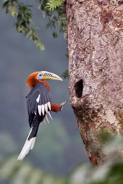 Nguyên nhân chính gây ra tình trạng nguy cấp của niệc cổ hung là do việc săn bắt để lấy thịt, mất môi trường sống và sự phân tán của rừng nguyên sinh.