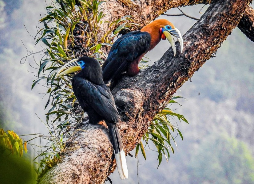 Niệc cổ hung đang đối mặt với nguy cơ ngày càng tăng do nhu cầu săn bắt và mất môi trường sống. Tình trạng nguy cấp của loài chim này đã được Sách Đỏ Việt Nam và Sách Đỏ IUCN công nhận.