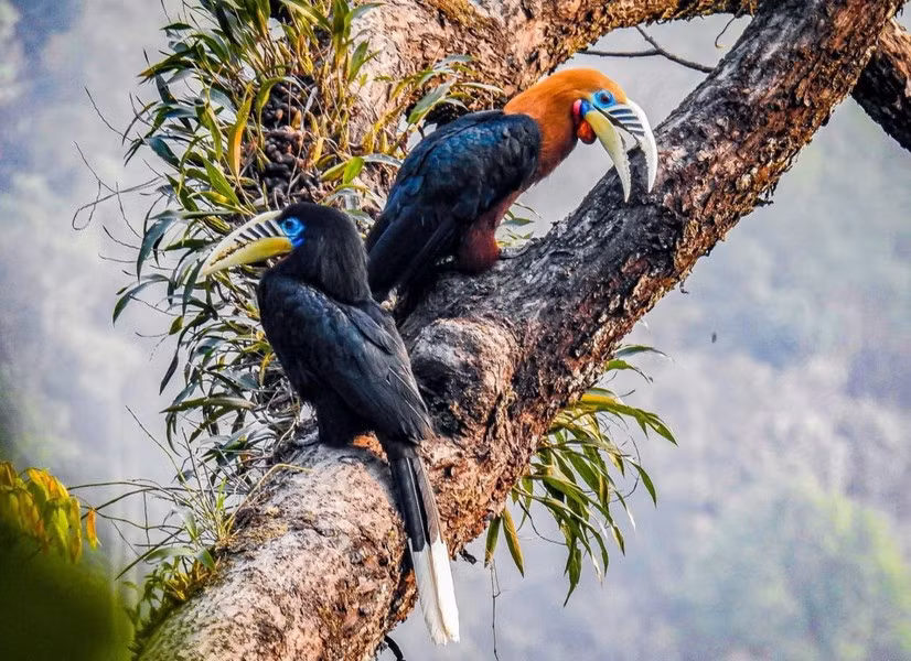 Niệc cổ hung đang đối mặt với nguy cơ ngày càng tăng do nhu cầu săn bắt và mất môi trường sống. Tình trạng nguy cấp của loài chim này đã được Sách Đỏ Việt Nam và Sách Đỏ IUCN công nhận.