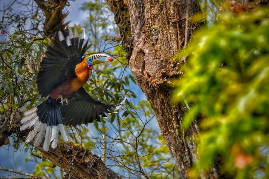 Loài chim này thường di chuyển giữa các khu vực rừng khác nhau theo mùa để tìm kiếm thức ăn, chủ yếu là các loài cây cho trái.