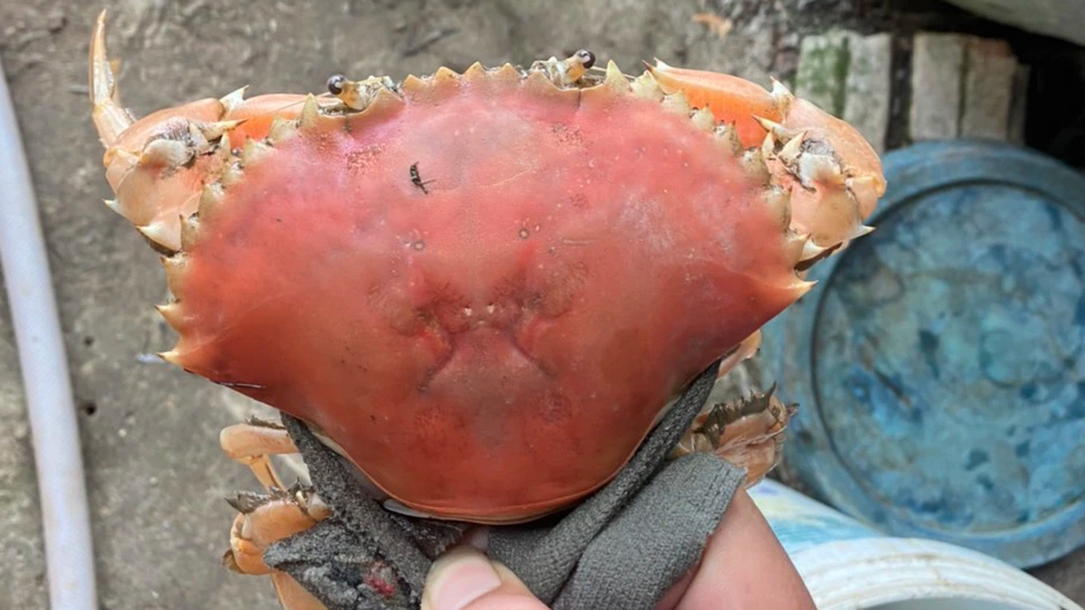 Trước đó, vào cuối tháng 12 năm trước, một người dân ở huyện Cái Nước, tỉnh Cà Mau, cũng đã bắt được một con cua biển độc lạ có màu cam, giống như đã được "nấu chín".