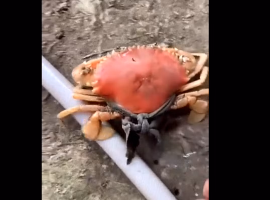 Chủ nhân của con cua sống màu cam này là anh Lường Văn Mác (ngụ xã Hưng Mỹ, huyện Cái Nước, tỉnh Cà Mau), anh cho biết, đã nhận được nhiều yêu cầu mua nhưng chưa có ý định bán. Điều đặc biệt là màu cam của con cua này khác biệt hoàn toàn so với màu nâu đen thông thường của cua biển.