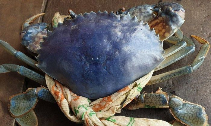 Ông Trần Văn Đức, người cư ngụ tại ấp Thuận Lợi A, xã Tân Thuận, huyện Đầm Dơi, Cà Mau, đã xác nhận thông tin này vào chiều ngày 28/2. Ông cho biết con cua biển đặc biệt này đã bị ông bắt khi đặt lú trên sông vào cùng ngày.