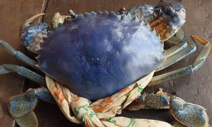 Ông Trần Văn Đức, người cư ngụ tại ấp Thuận Lợi A, xã Tân Thuận, huyện Đầm Dơi, Cà Mau, đã xác nhận thông tin này vào chiều ngày 28/2. Ông cho biết con cua biển đặc biệt này đã bị ông bắt khi đặt lú trên sông vào cùng ngày.